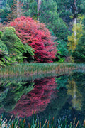 Autumn Reflection