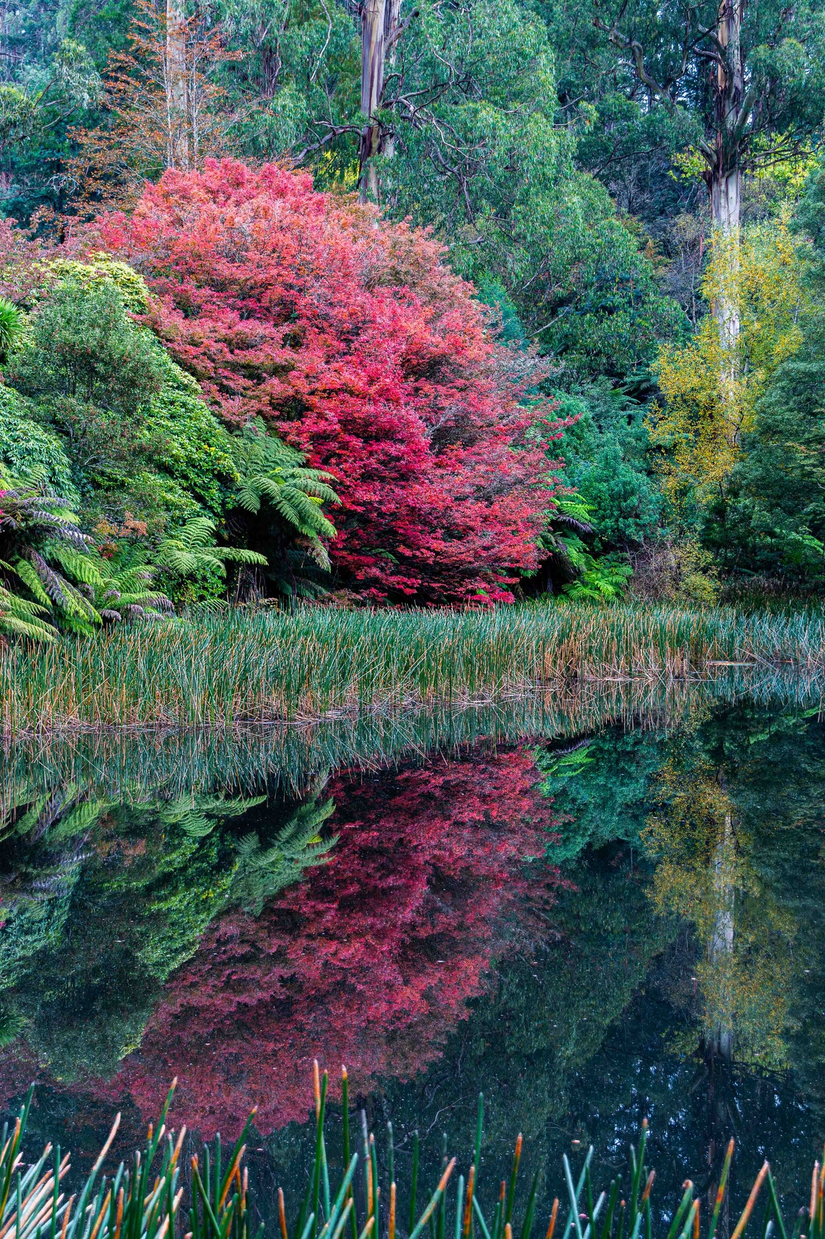 Autumn Reflection
