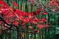 Scarlet Canopy
