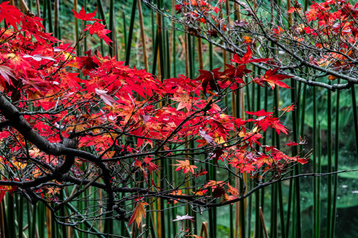 Scarlet Canopy