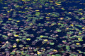 Floating Mosaic
