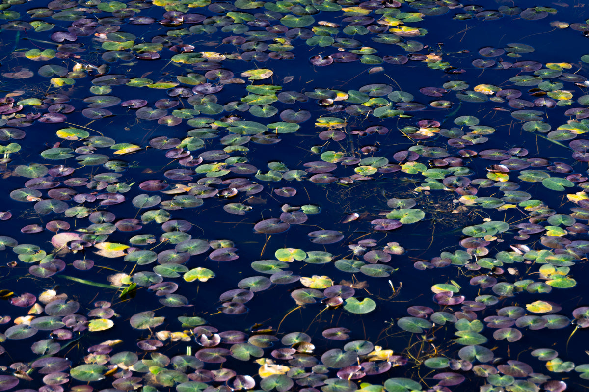 Floating Mosaic
