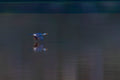 Blue Flash