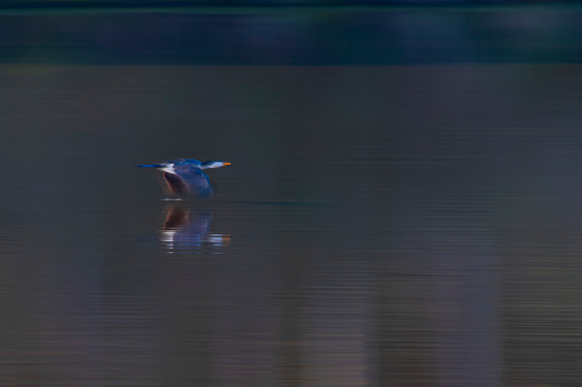 Blue Flash