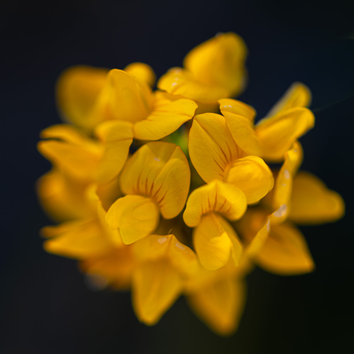 A Study of Yellow