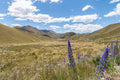 Between Gold and Violet