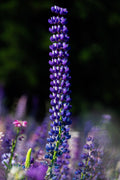 Towering Purple