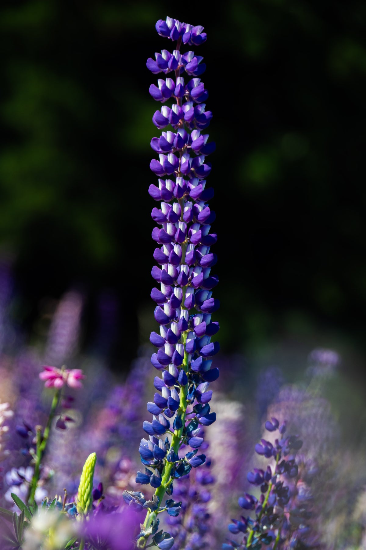 Towering Purple