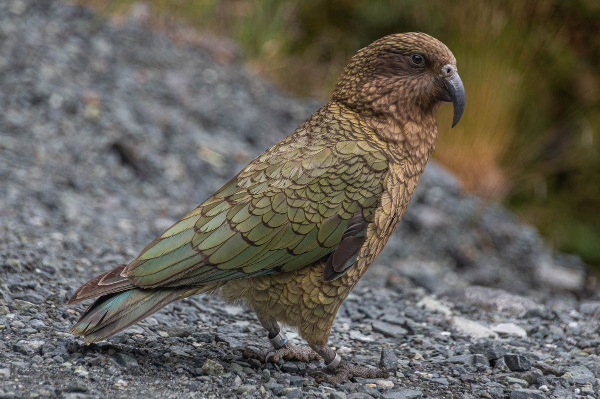 The Watchful Kea