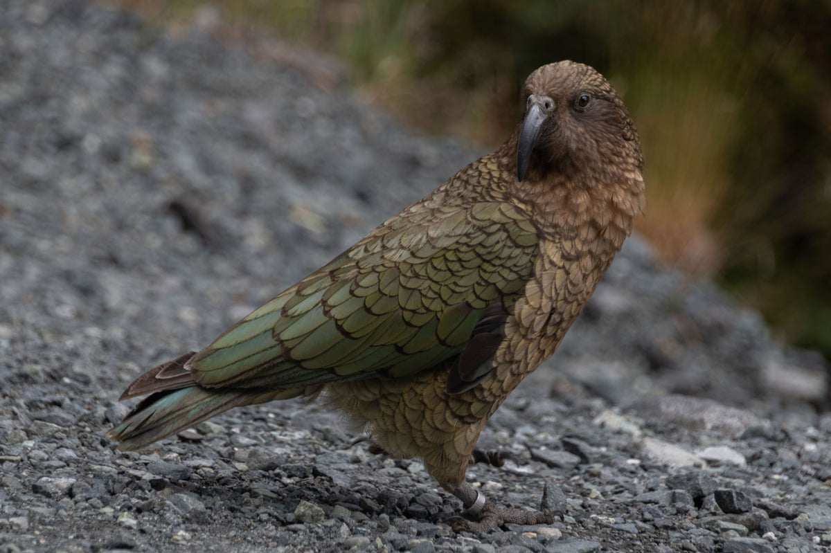 In the Gaze of the Kea
