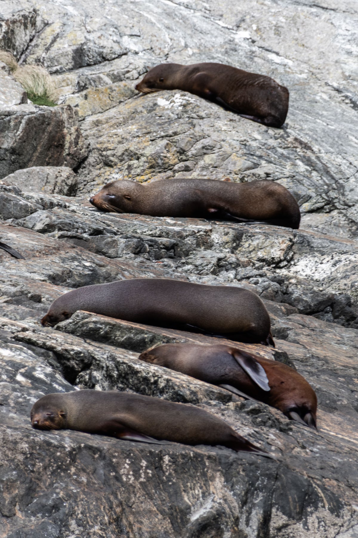 Synchronized Sunbathers