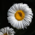 Daisy Unchained
