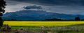 TranzAlpine Canola, New Zealand