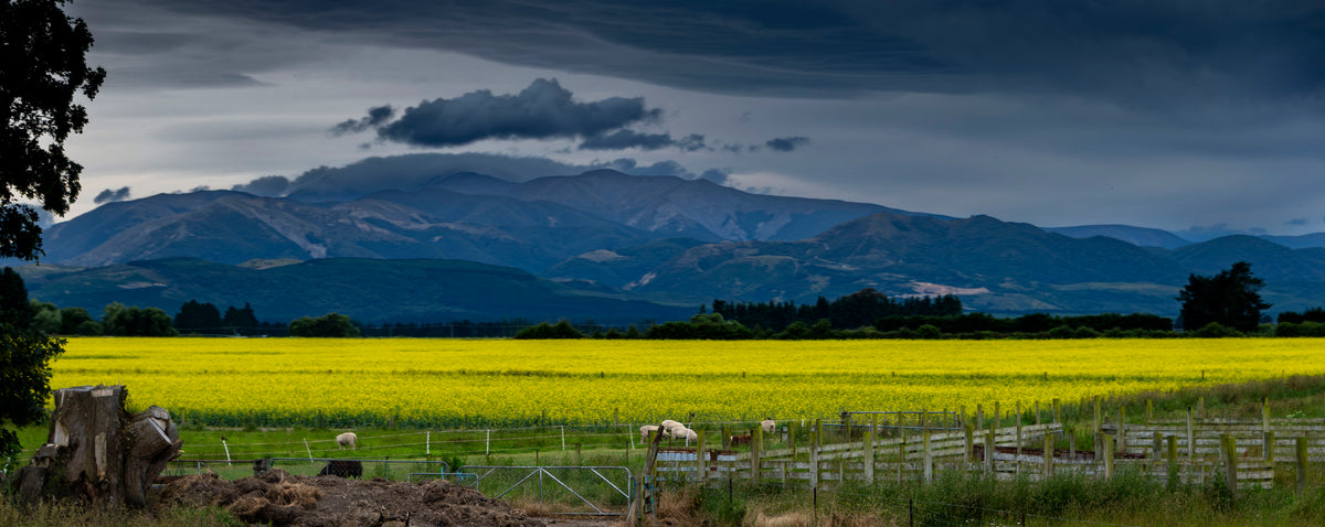 TranzAlpine Canola, New Zealand