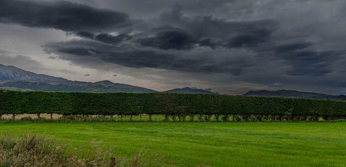 TranzAlpine Topiary