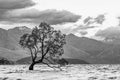 Wanaka Tree in Monochrome