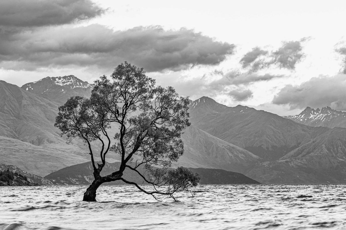 Wanaka Tree in Monochrome