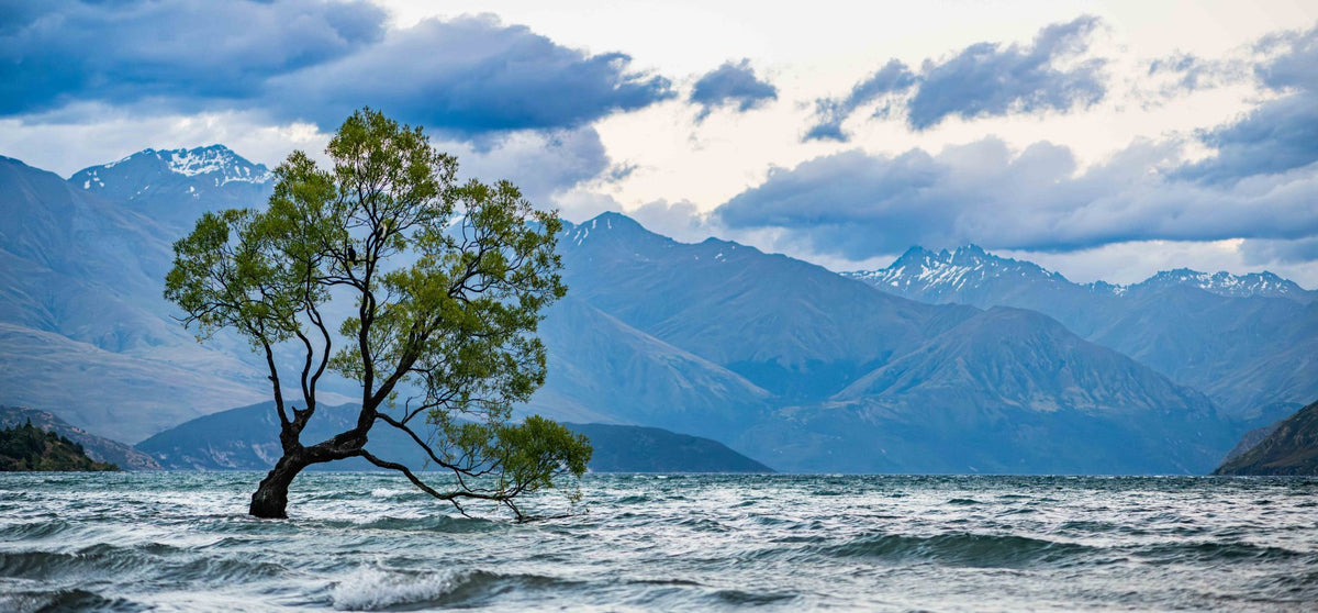 Wanaka Tree Panorama