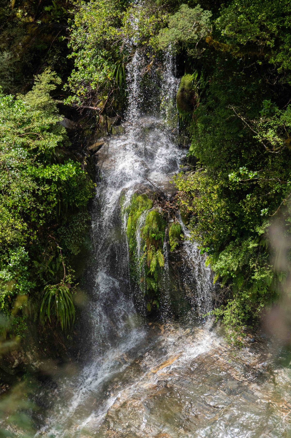 Forest Cascade