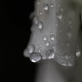 Natures Silk and Pearls