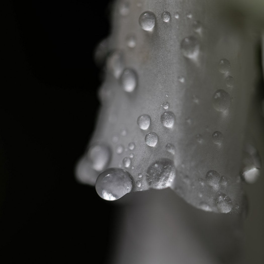 Natures Silk and Pearls