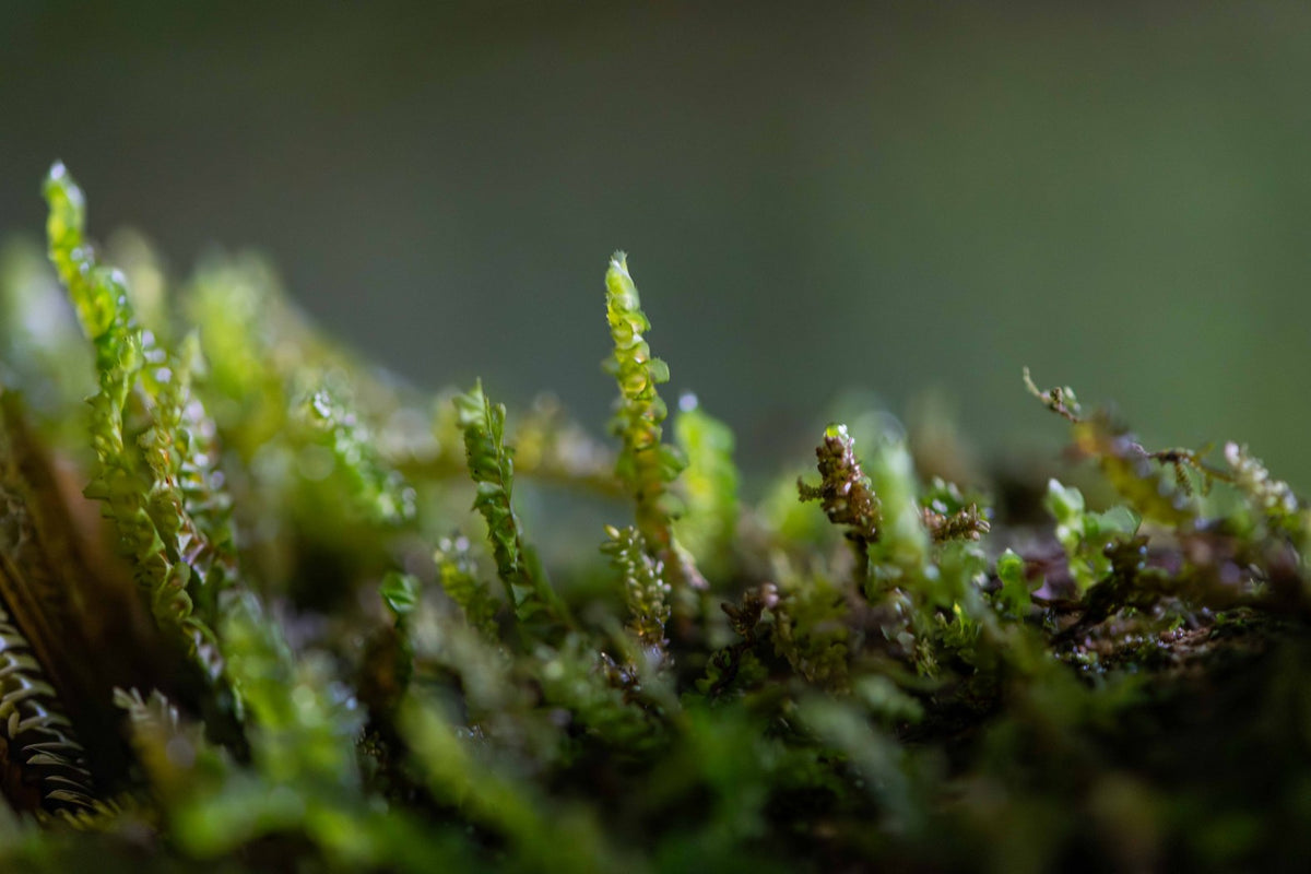 Mossy Microcosm