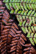 Fractured Fronds
