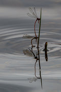 Damselfly Highrise