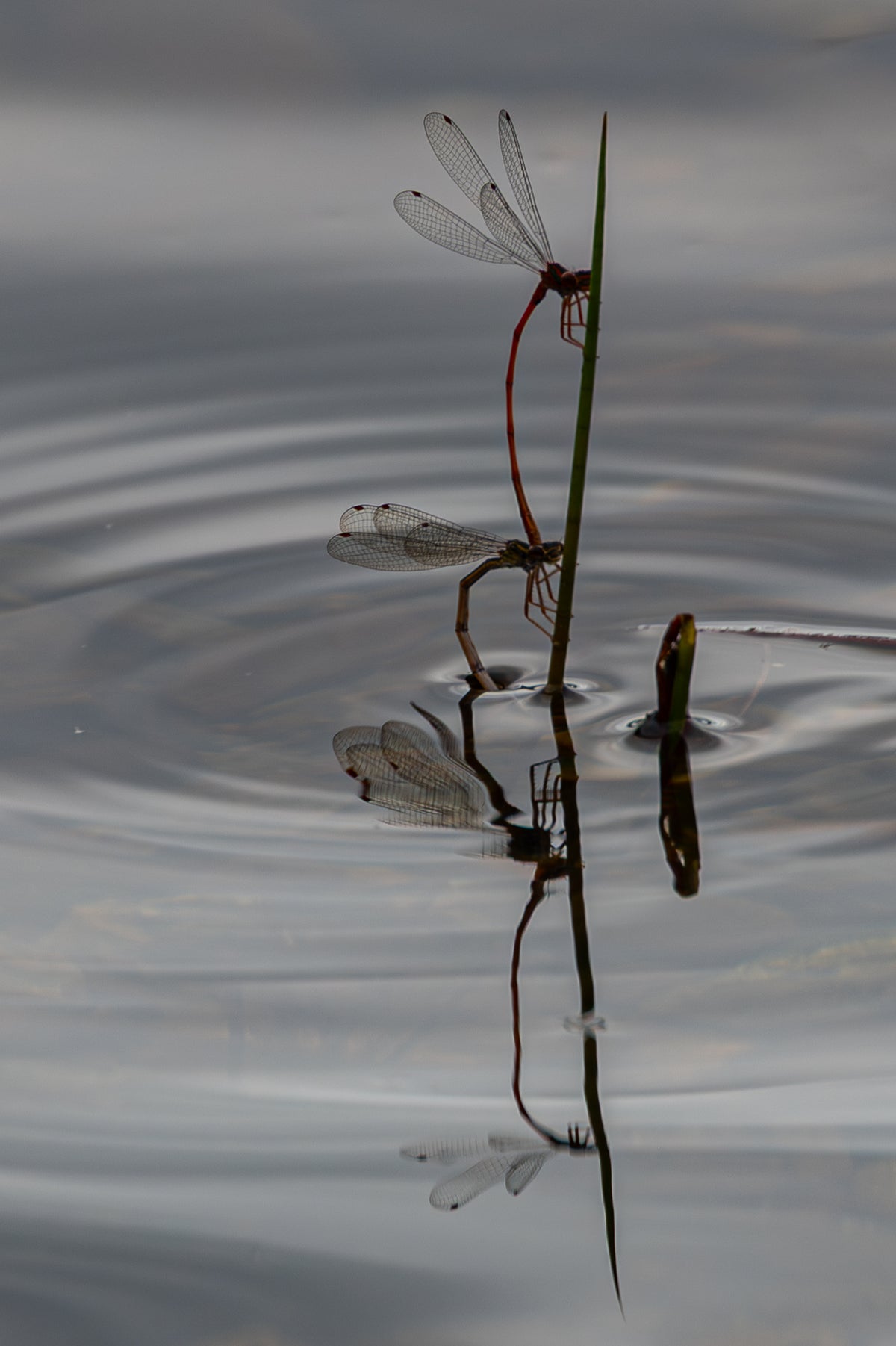 Damselfly Highrise