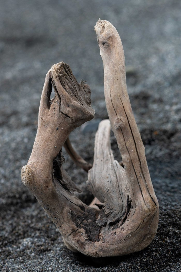 Driftwood Sculpture