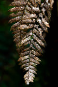 Golden Fern