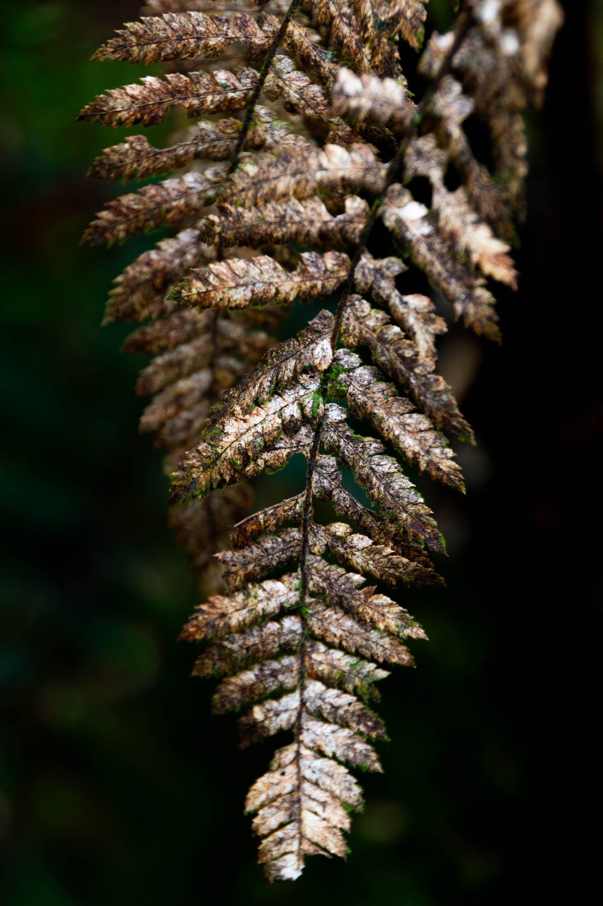 Golden Fern