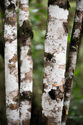 Bark Patterns, New Zealand