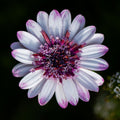 Central Blush