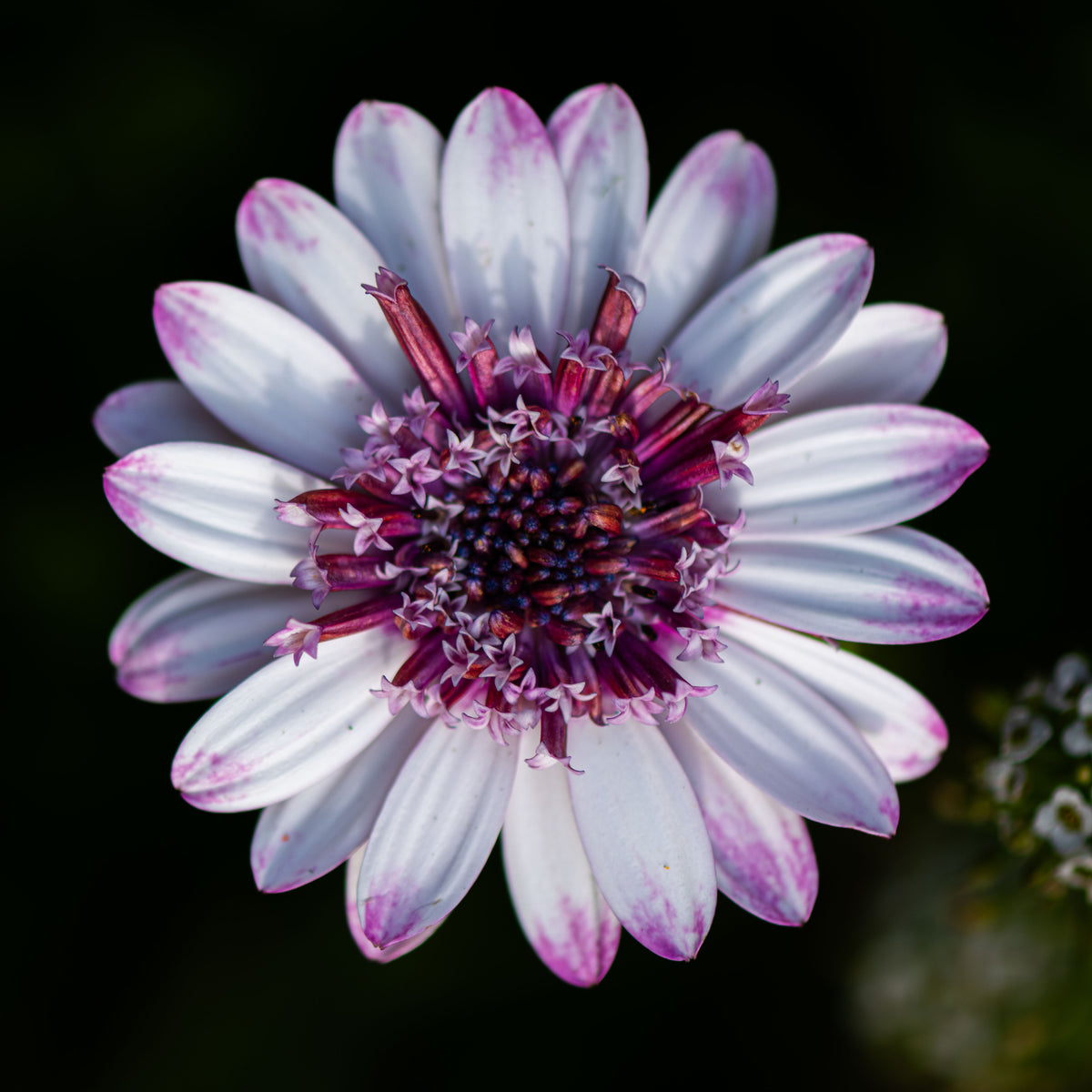 Central Blush