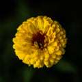 Golden Bloom