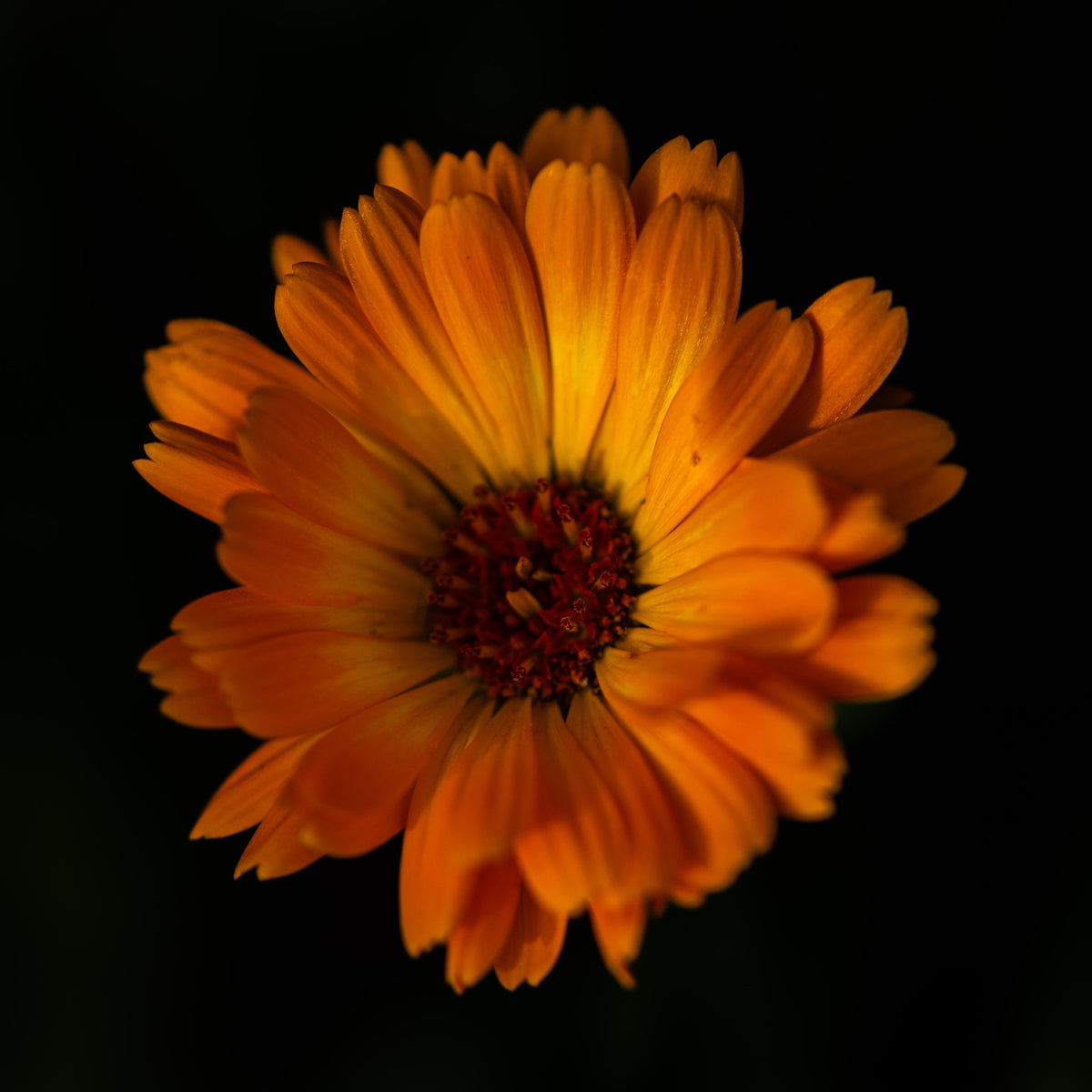 Orange Glow