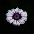 Violet Highlights