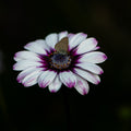 Shared Stillness