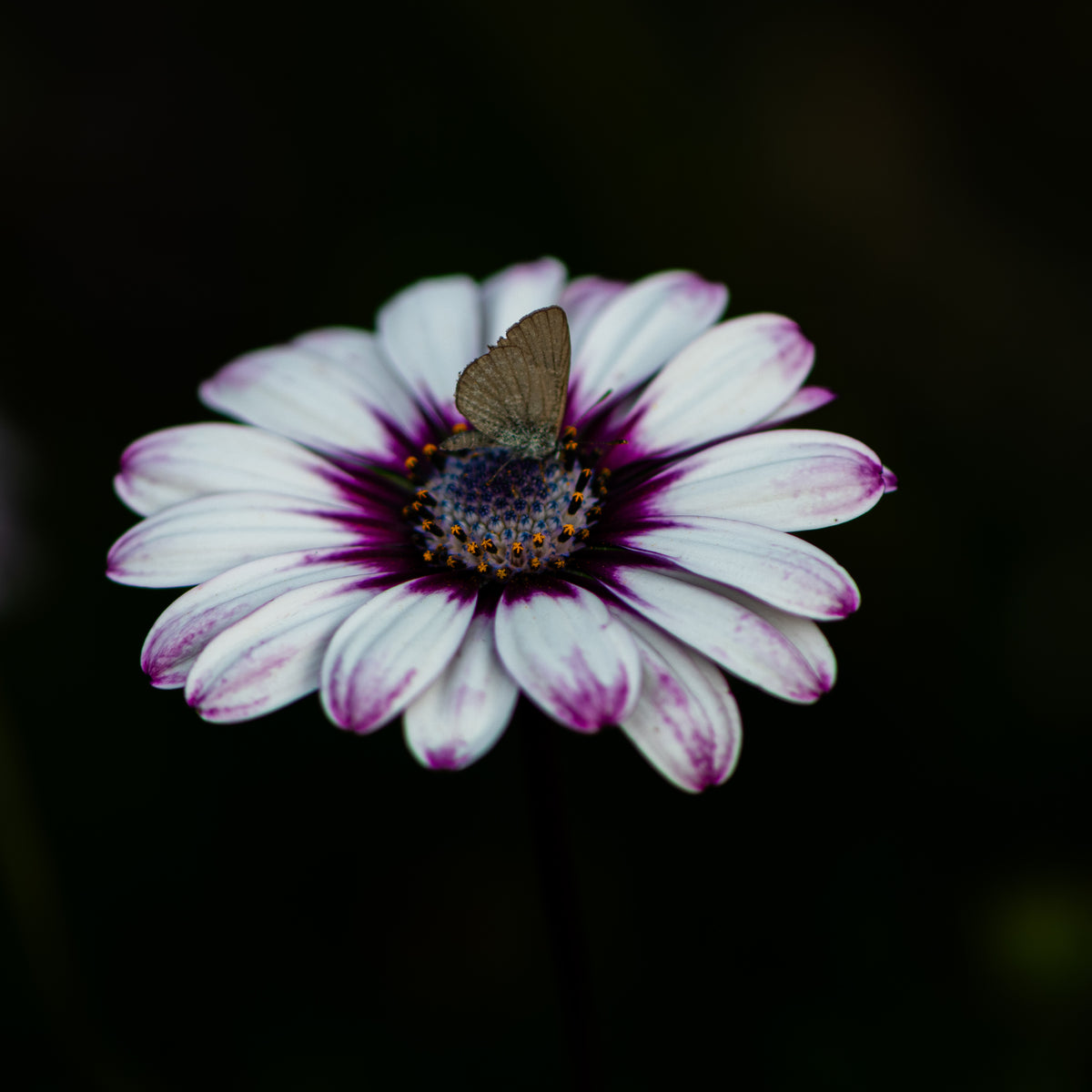 Shared Stillness
