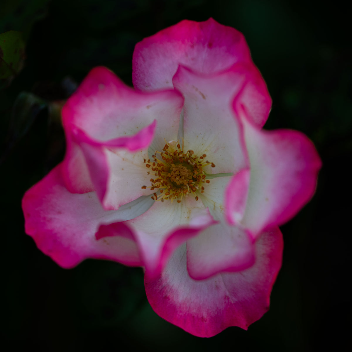 Blush and Ivory