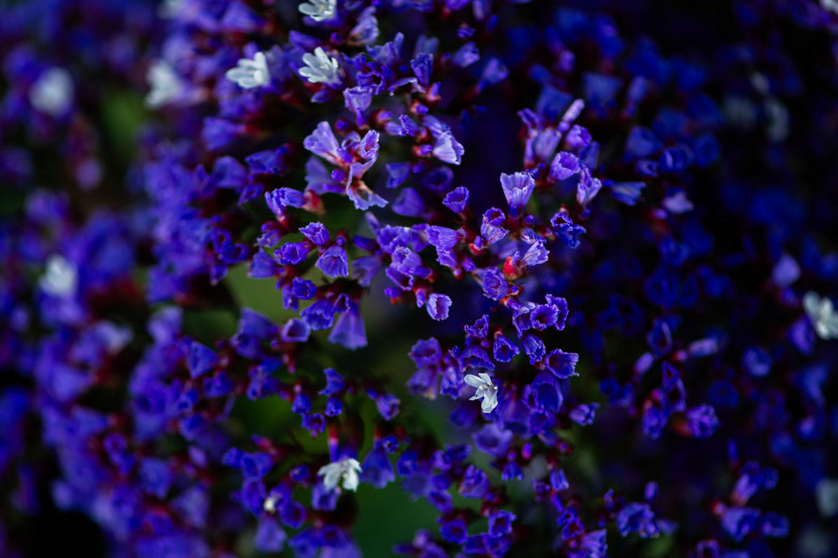 Violet Haze