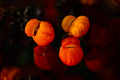 Lanterns of Colour