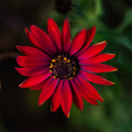 Crimson Star