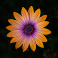 Apricot Glow