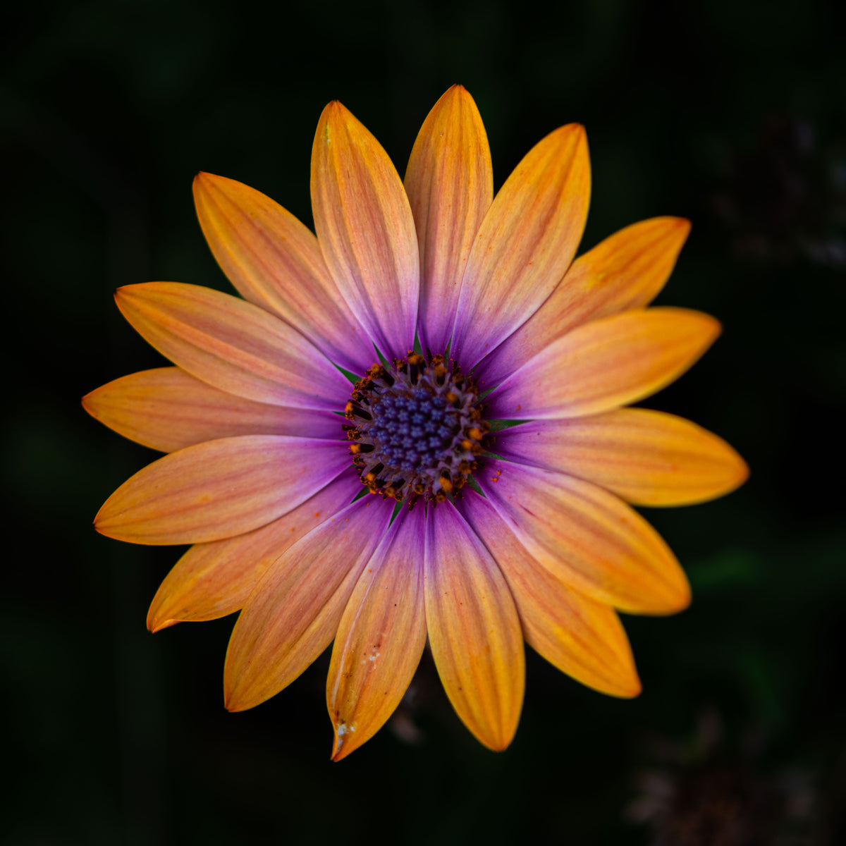 Apricot Glow