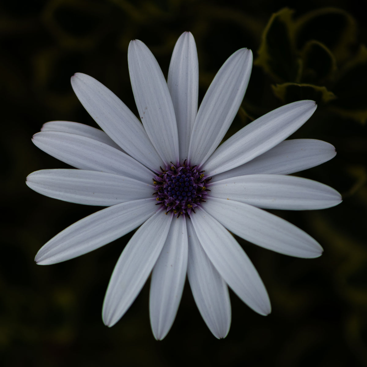 Quiet Elegance