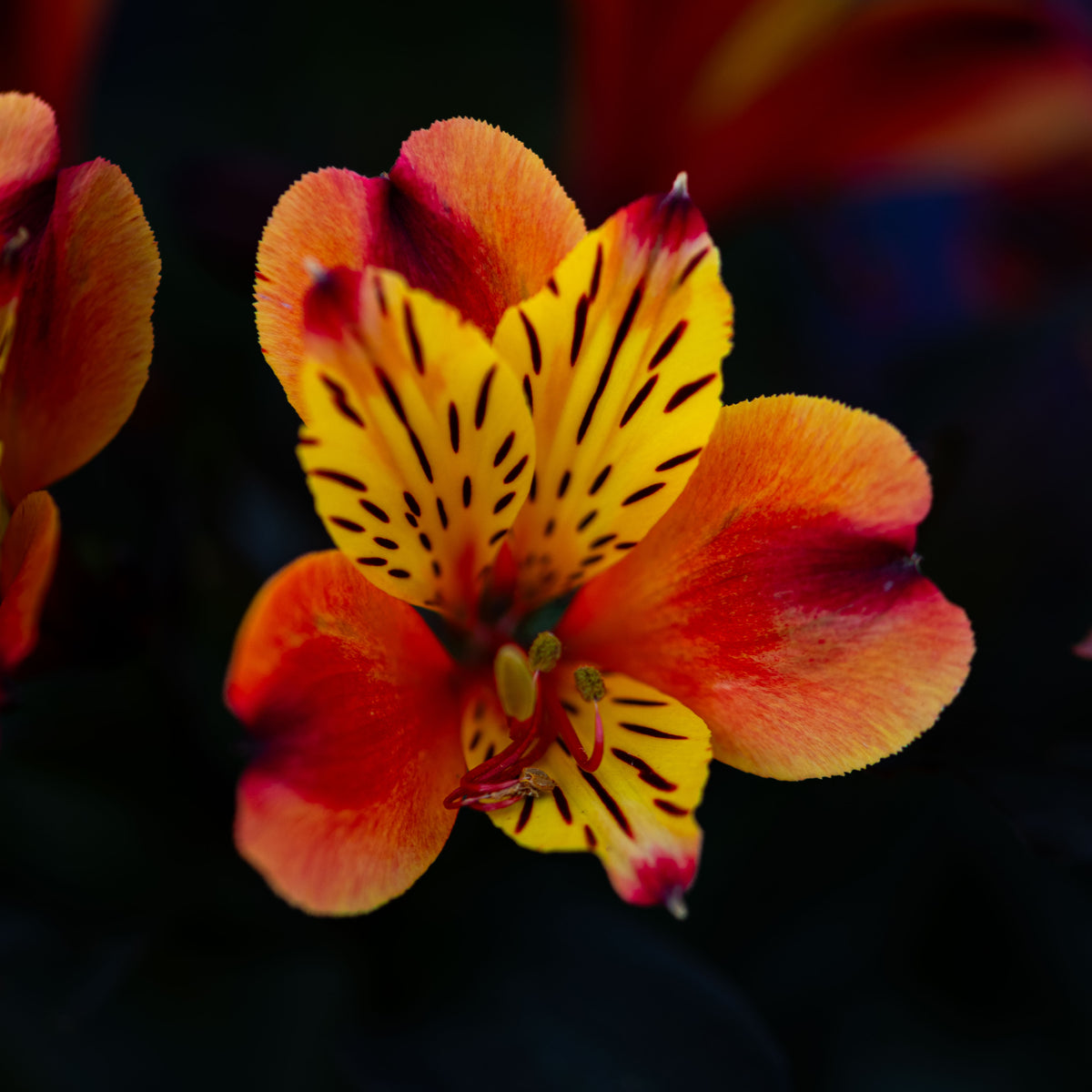 Wild Flame