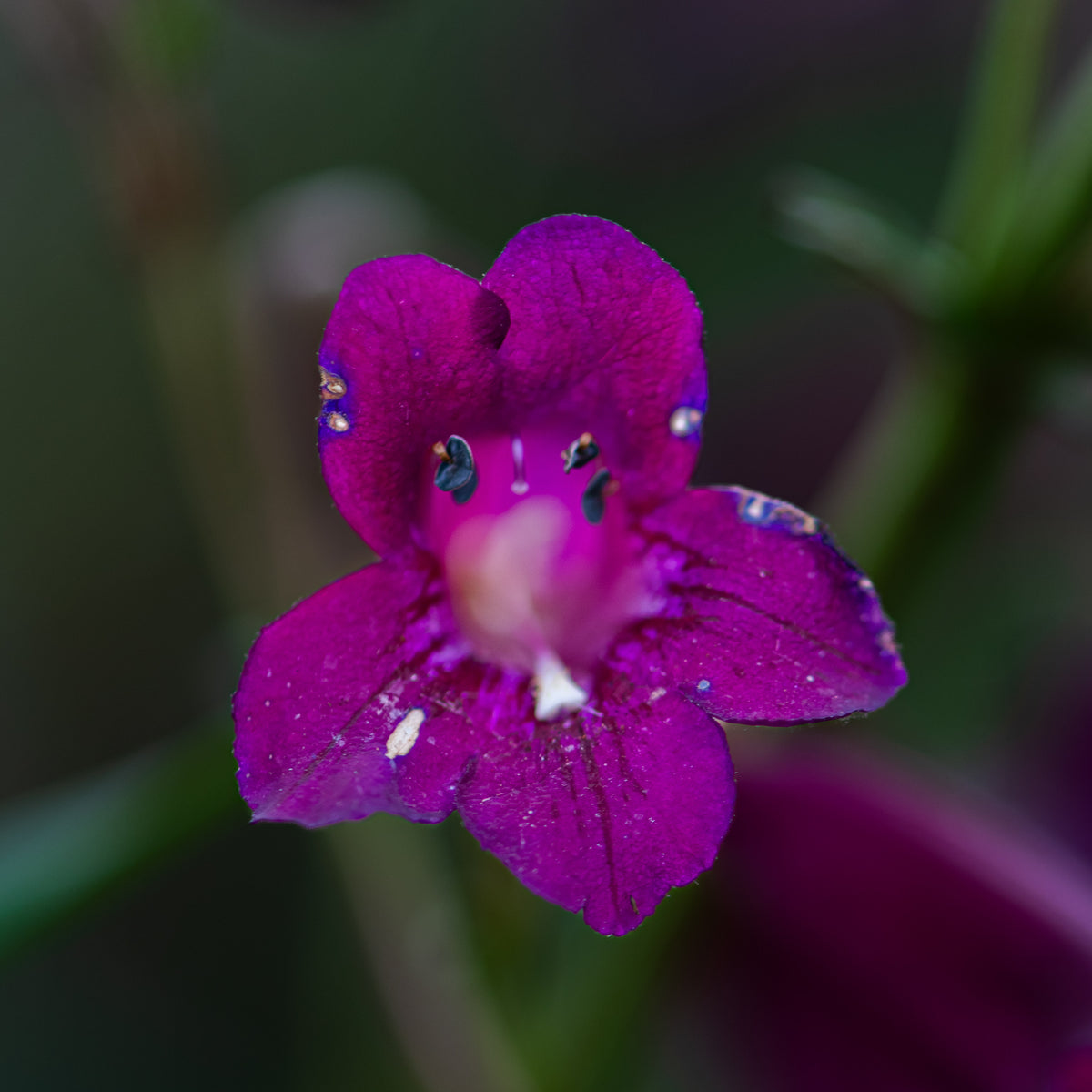 Magenta Glow