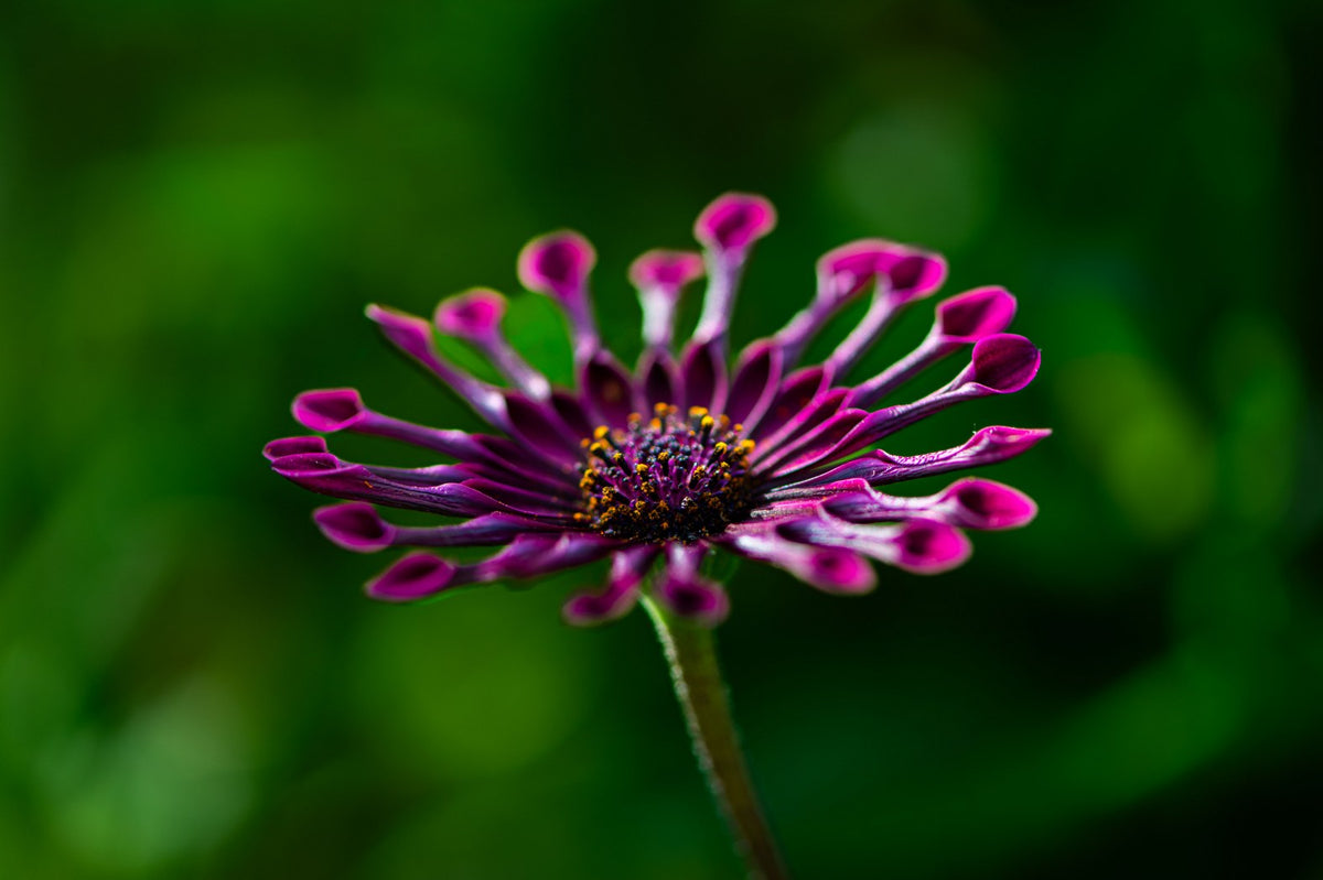 Dancing Petals